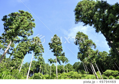 森を見上げる 49794469