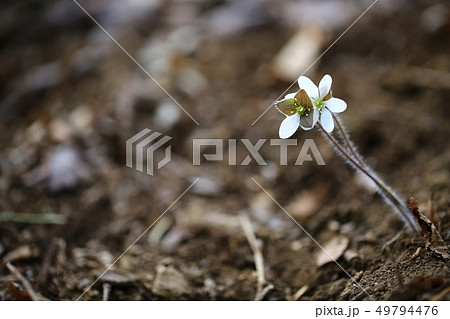 肝 野生の花 春 49794476