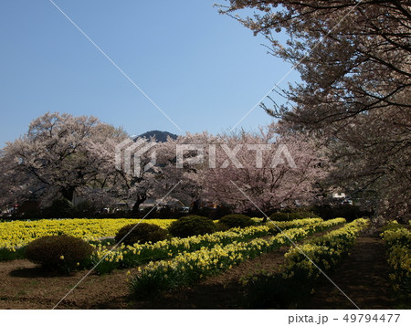 神代桜 神代桜 49794477