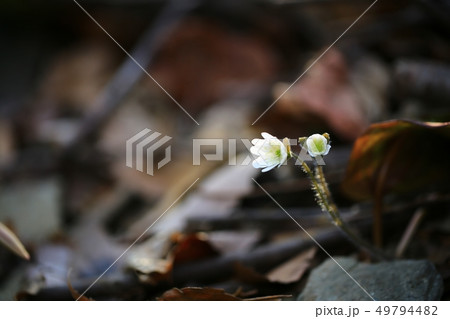肝 野生の花 春 49794482
