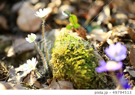 肝 野生の花 春 49794513