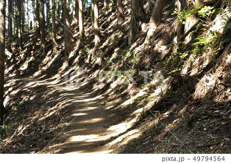 山道に点在する陽射し 山道に点在する陽射し 49794564