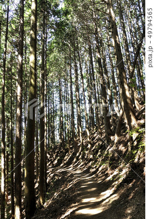 山道に点在する陽射し 山道に点在する陽射し 49794565