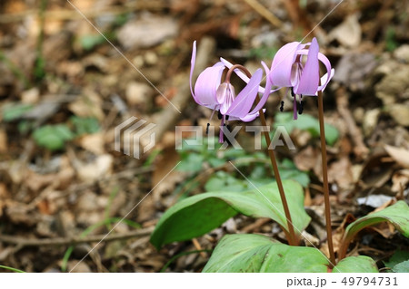 野生の花 春 季節 49794731