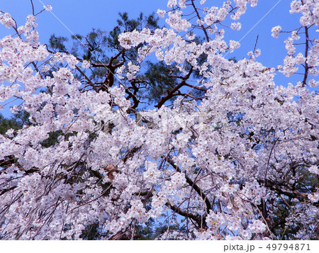 京都御苑　枝垂桜　春 49794871