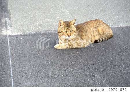 キジ猫 49794872
