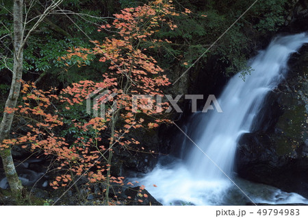 静岡県浜松市天竜区白倉峡の秋 静岡県浜松市天竜区白倉峡の秋 49794983