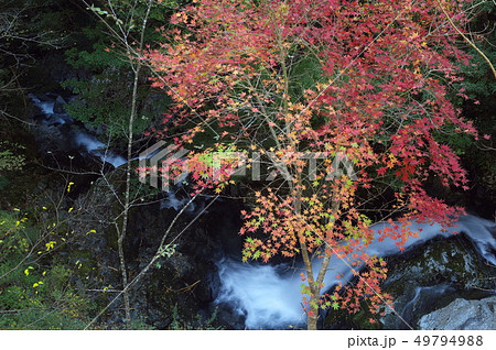 静岡県浜松市天竜区白倉峡の秋 静岡県浜松市天竜区白倉峡の秋 49794988