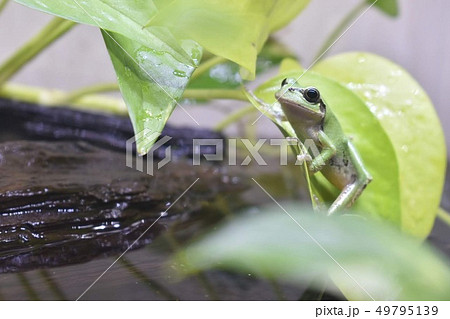 飼育下のニホンアマガエルの写真素材