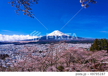 （山梨県）春雪と桜・新倉山浅間公園から望む富士山 49795287