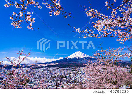 （山梨県）春雪と桜・新倉山浅間公園から望む富士山 49795289