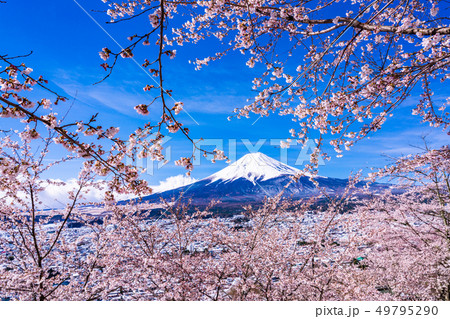 （山梨県）春雪と桜・新倉山浅間公園から望む富士山 49795290