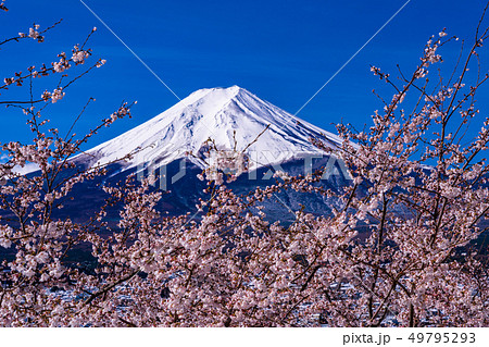 （山梨県）春雪と桜・新倉山浅間公園から望む富士山 49795293