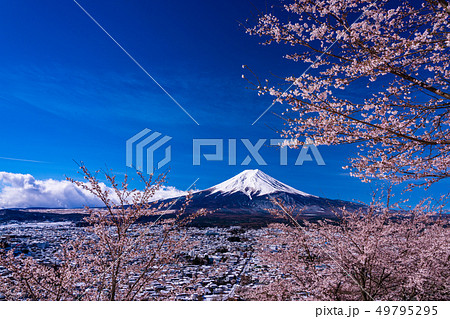 （山梨県）春雪と桜・新倉山浅間公園から望む富士山 49795295
