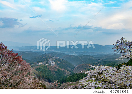 奈良県・吉野山の桜・早朝 49795341
