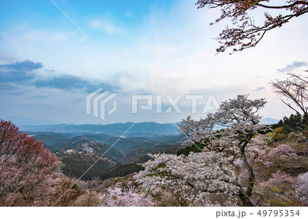 奈良県・吉野山の桜・早朝 49795354