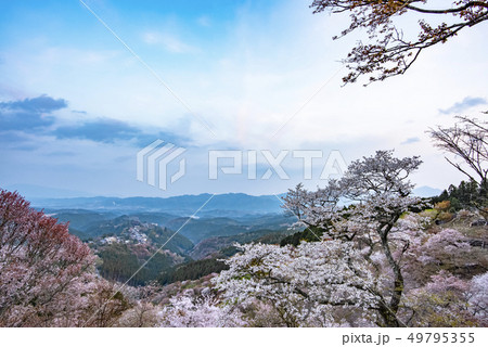 奈良県・吉野山の桜・早朝 奈良県・吉野山の桜・早朝 49795355