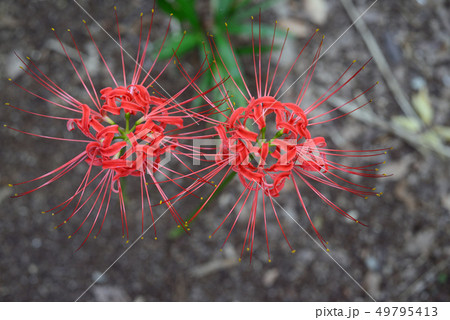 彼岸花-31 49795413