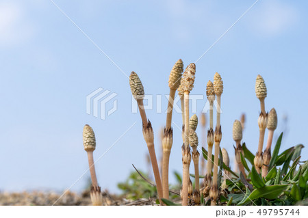 野原のつくしと青空のコピースペース 49795744
