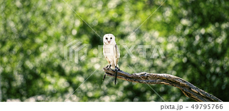 Beautiful Barn Owl Beautiful Barn Owl 49795766
