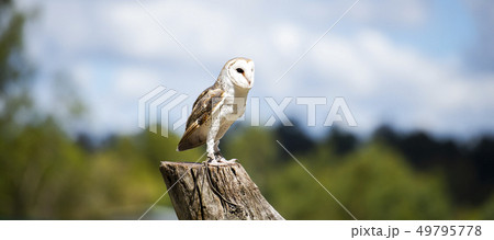 Beautiful Barn Owl 49795778