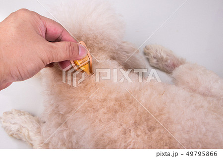 Applying Essential oil spot-on drips on dog Applying Essential oil spot-on drips on dog 49795866