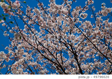 桜 49796020