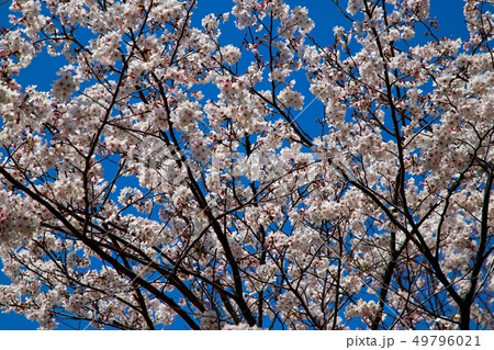 桜 桜 49796021