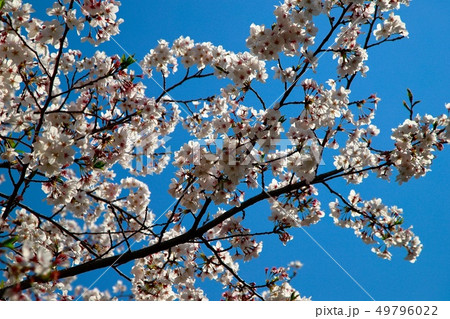 桜 49796022