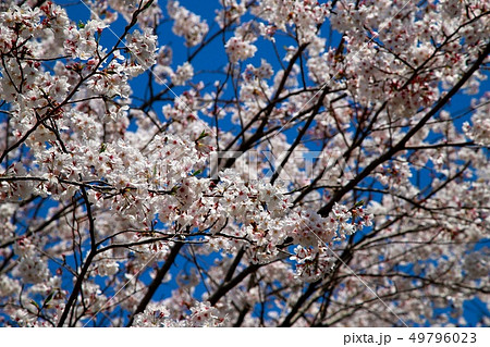 桜 49796023