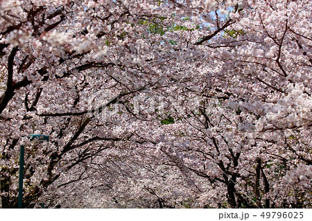 桜 49796025