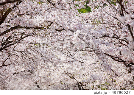 桜 桜 49796027