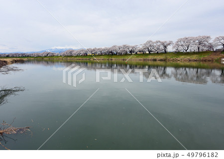 白石川千本桜 白石川千本桜 49796182