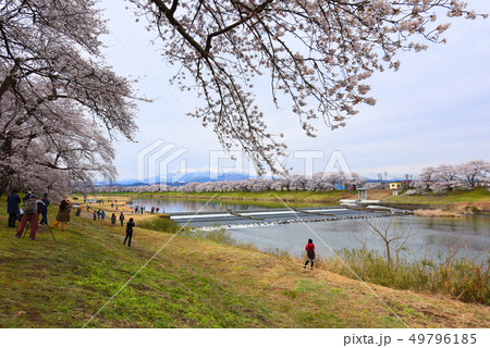 白石川千本桜 49796185