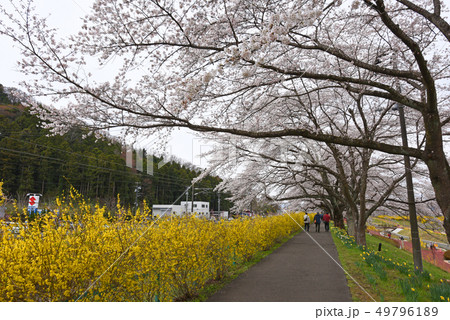 白石川千本桜 白石川千本桜 49796189