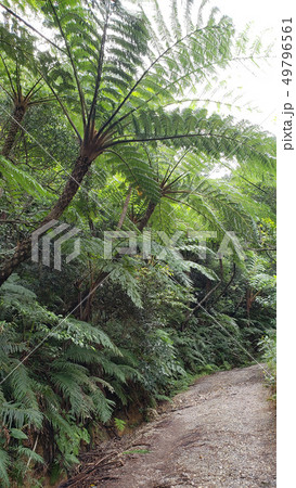 ヒカゲヘゴ ヒカゲヘゴ 49796561