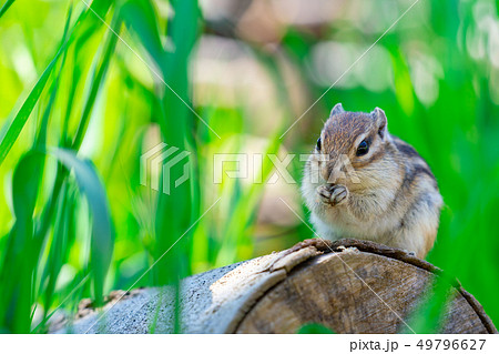 りす物語（待ちに待った春の訪れ） 49796627