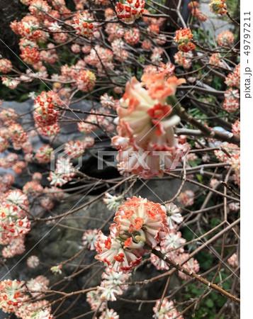 ミツマタ　花 49797211