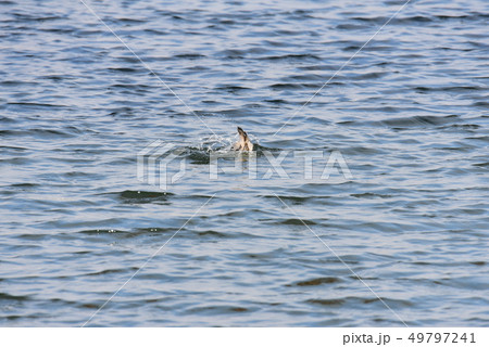 【鳥】 川に入水する冬鳥 鴨 半田港 【鳥】 川に入水する冬鳥 鴨 半田港 49797241