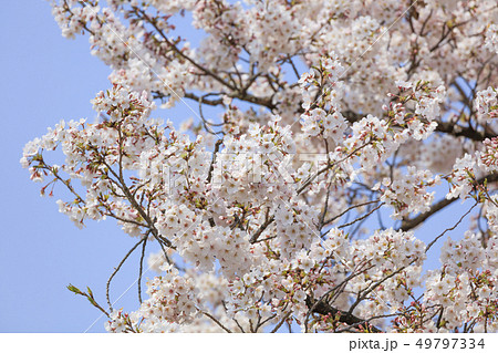 山梨・満開の桜 - 日本の春 - 49797334