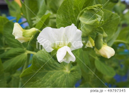 サヤエンドウの花 白の写真素材