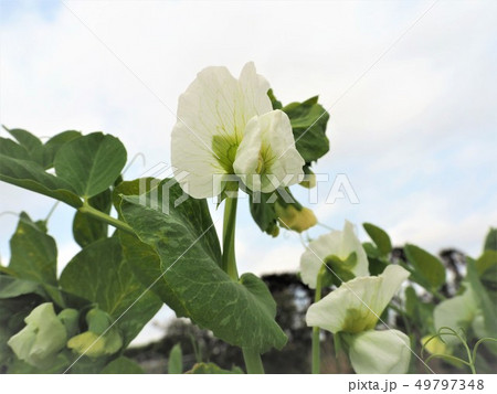 さやえんどう　花 49797348