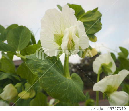 白いサヤエンドウの花の写真素材