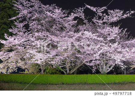 【歴博】夜桜のライトアップ【佐倉】 【歴博】夜桜のライトアップ【佐倉】 49797718