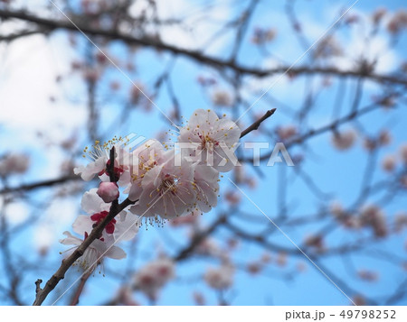 ピンク色の梅の花 梅の花 紅冬至 梅 49798252