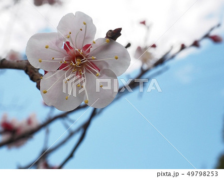 ピンク色の梅の花 梅の花 紅冬至 梅 49798253