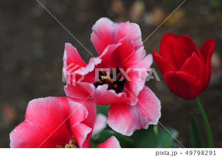 ムーランルージュ-1 ムーランルージュ-1 49798291