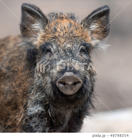 Portrait wild boar in forest Portrait wild boar in forest 49798354