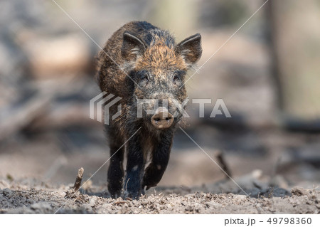 Wild boar in forest Wild boar in forest 49798360