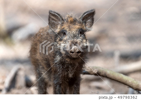 Wild boar in forest Wild boar in forest 49798362